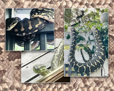 Accepting the Serpents in the Overhead Space: A Journey from Dread to Respect